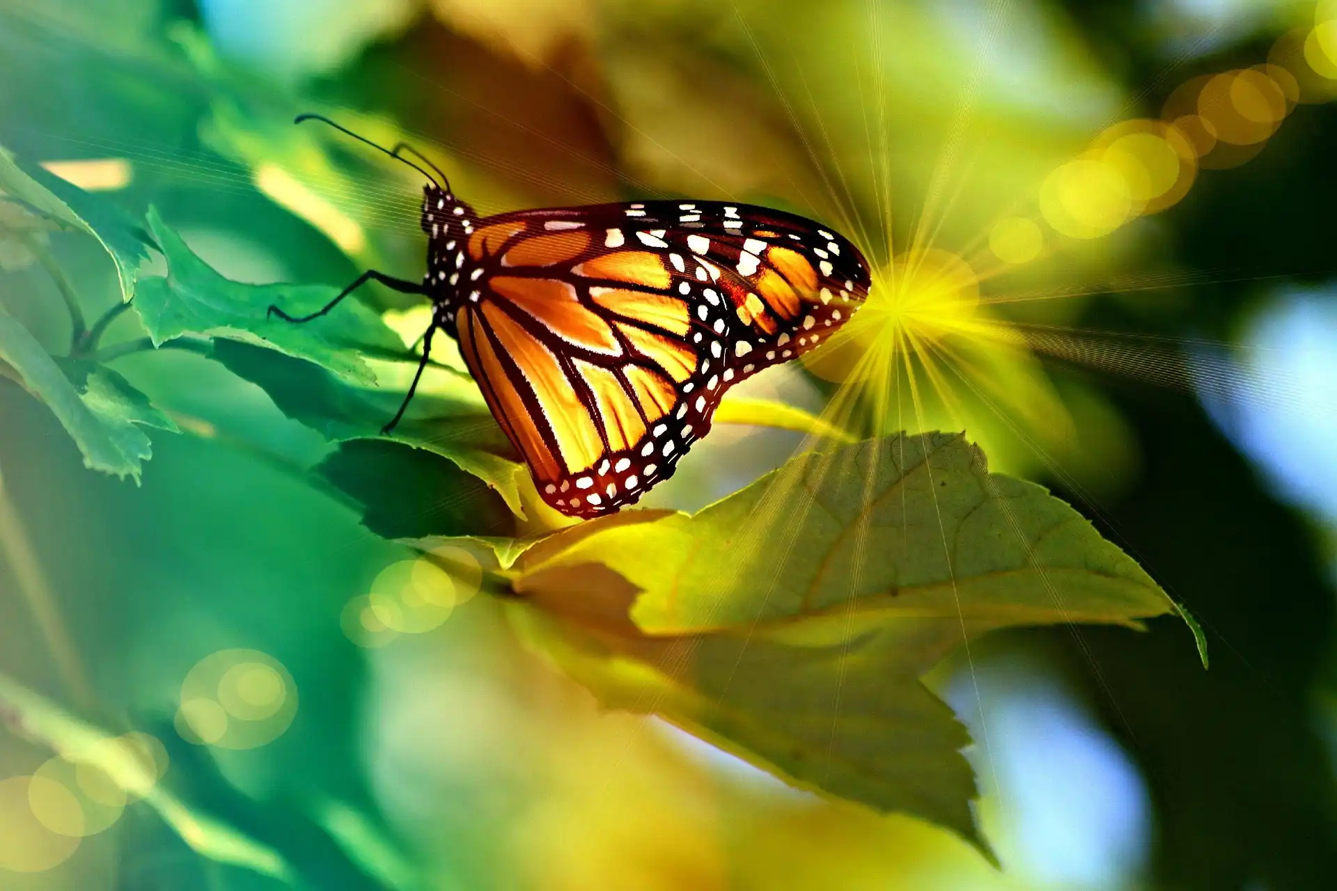 popcornsusann-monarch-4335443_1920